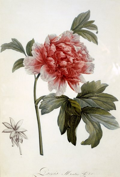 Paeonia Moutan, publié en 1799 (gravure au pointillé en couleur) - Dutch School